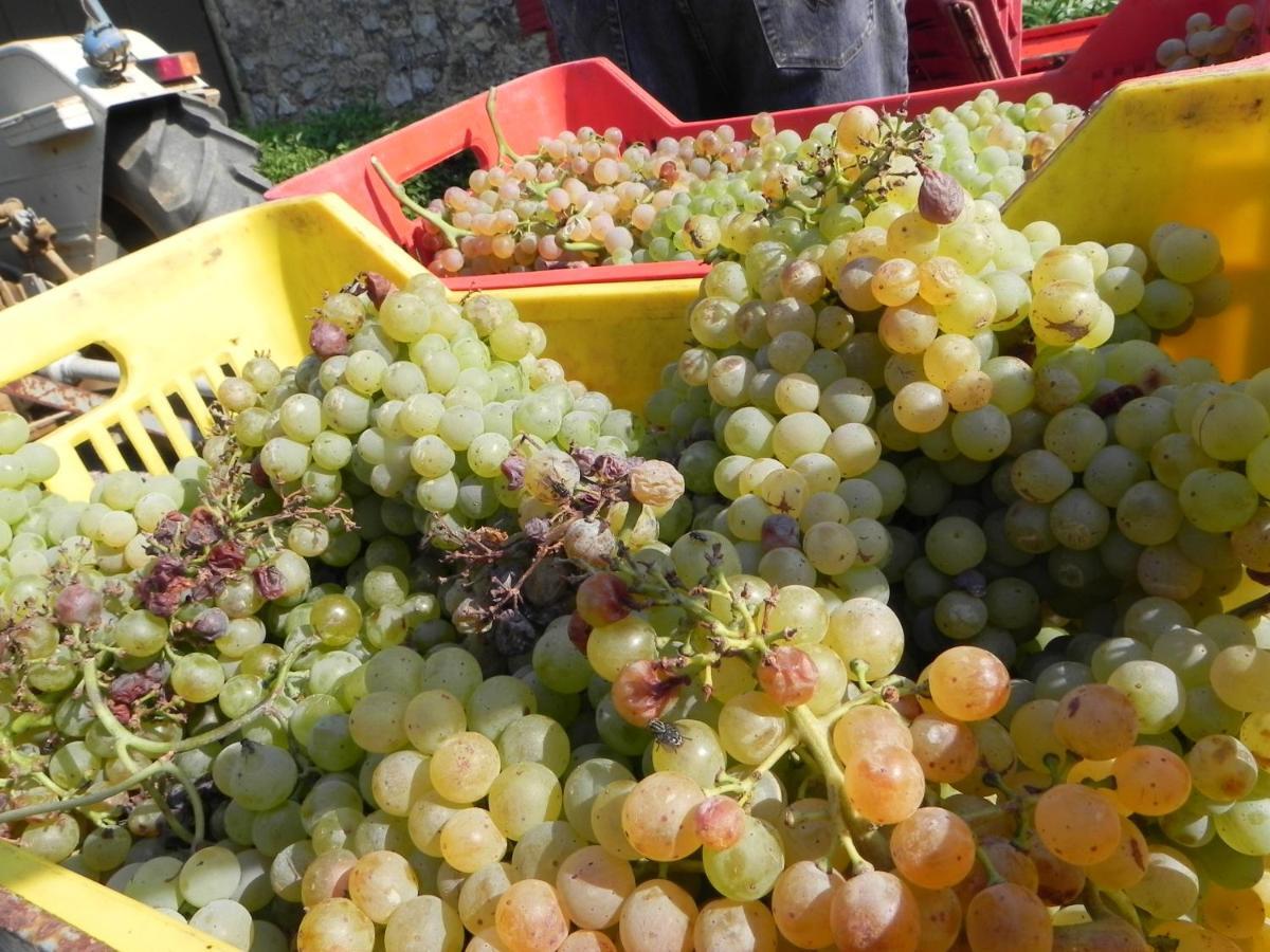 Agriturismo Il Cuscino Nel Pagliaio Campiglia Marittima Bagian luar foto